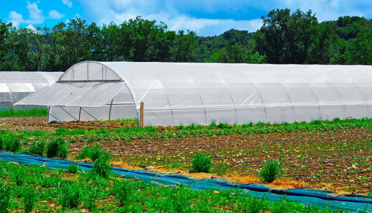 Agricultural mulch and greenhouse film