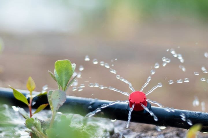 Drip irrigation lines